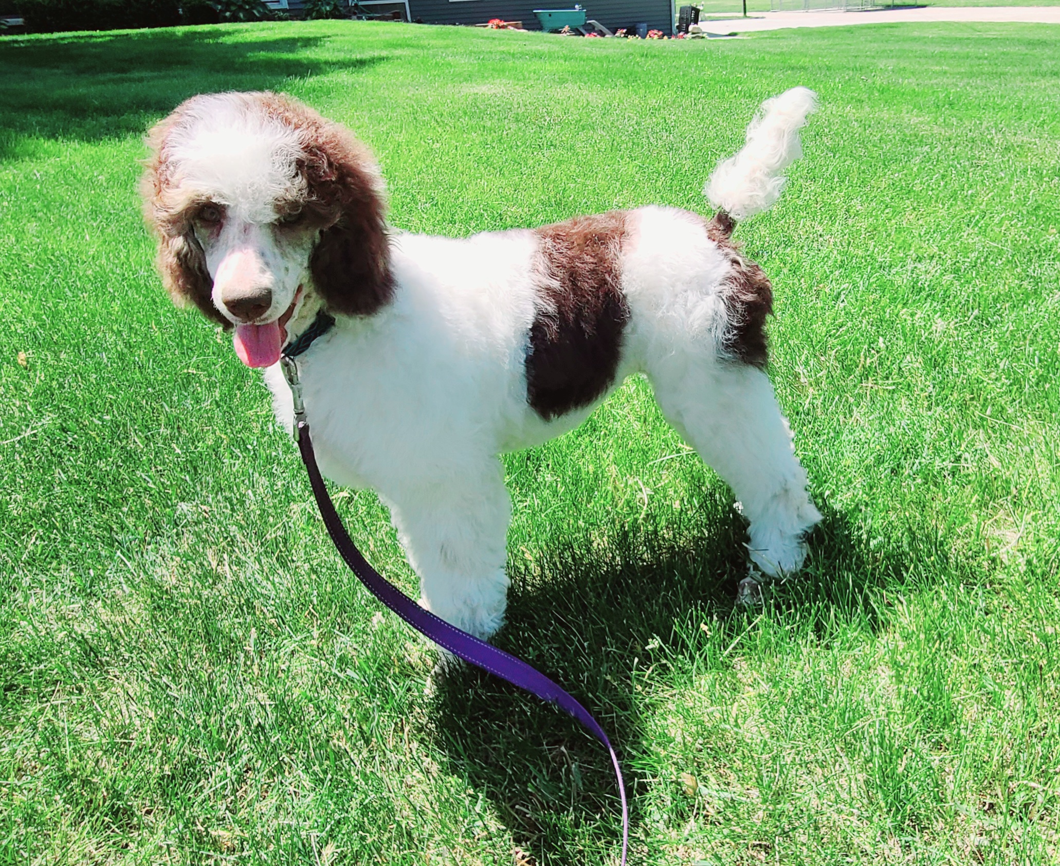 Kimber - Parti Poodle puppy in Whitmore Lake, Michigan from Painted Poodles
