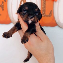 Cranberry - Black and tan male Cavapoo puppy in Salt Lake City, Utah from SunnySide Mini Doodles