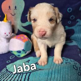 JABA - Red merle male Australian Shepherd puppy in Smithfield, Utah from Invictus Farms