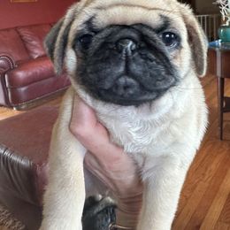 Yellow Collar - Fawn male Pug puppy in Saint Johns, Michigan from Harmony Herd Family Farm AKC Pugs