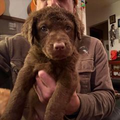 Purple - Brown female Chesapeake Bay Retriever puppy in Dallas, Pennsylvania from Ghost Dog Chesapeakes