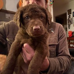 Purple - Brown female Chesapeake Bay Retriever puppy in Dallas, Pennsylvania from Ghost Dog Chesapeakes