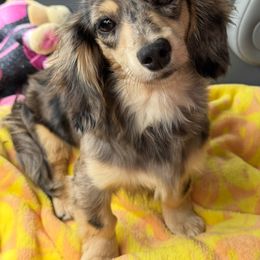Sweetie - Dachshund