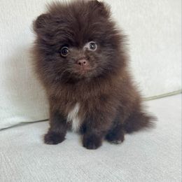 Swiss (Available Now) - Chocolate female Pomeranian puppy in Canandaigua, New York from Fingerlakes Pomeranians