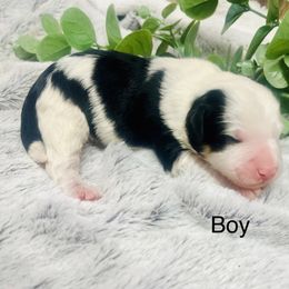Linus - Black and white male Aussiedoodle puppy in Hamilton, Michigan from White Pine Farm