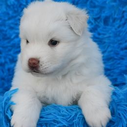 Bougie - White female Siberian Husky puppy in Miami, Florida from Blue Moon Huskies