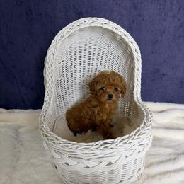 Vivi(Teacup AKC) - Red  female Poodle puppy in Moreno Valley, California from Yanni's Poodle