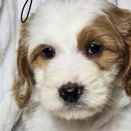 Aussiedoodles, Bernedoodles, and Cockapoos from Jam's Doodles And Poodles