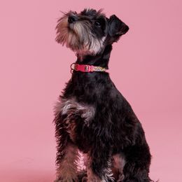 Miniature Schnauzers from Bellas Schnauzers
