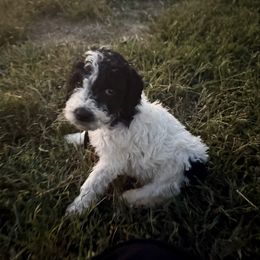 Boo - Black male Poodle puppy in Waterloo, Illinois from Dreamy Doodles