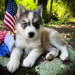 Mae - Sable and white female Siberian Husky puppy in Union Grove, Alabama from Southern Siberian Life