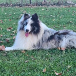 Ryder - Shetland Sheepdog