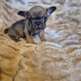 Abram - Blue fawn male French Bulldog puppy in Alexander City, Alabama from Lake Martin Fancy Frenchies