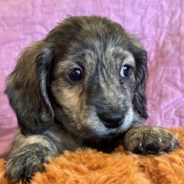 Boy 7 - male Dachshund puppy in Fieldbrook, California from Honeydox Miniature Dachshunds