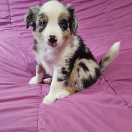 Cooper - Blue merle male Miniature Australian Shepherd puppy in Garland, Texas from Dollie Farms
