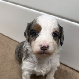 Noel - Blue merle female Aussiedoodle puppy in Heber City, Utah from Junipersdoodles