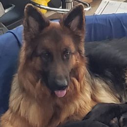 German Shepherds from Squires German Shepherds