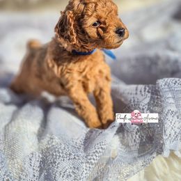 Poodle Puppies from Poodle Avenue
