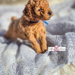 Poodle Puppies from Poodle Avenue