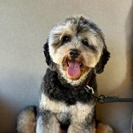 Zara - Australian Labradoodle