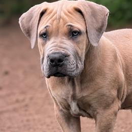 KMA - Fawn female Boerboel puppy in Pennsylvania from Cold River Boerboels