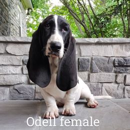 Odell - Black and white female Basset Hound puppy in Newton Grove, North Carolina from MGA Basset Hound