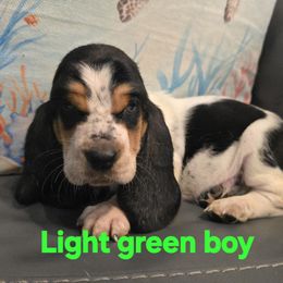 Teal collar boy - Black tan and white male Basset Hound puppy in Flint, Michigan from Vehicle City's Great Danes, Bulldogs, and Cocker Spaniels