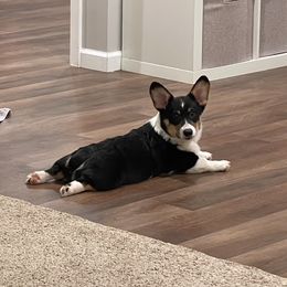 Pembroke Welsh Corgi Puppies from Clearsky Corgis