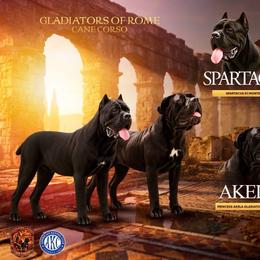 Cane Corso puppies from Bellissima Cala Cane Corso