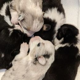 American Corgi and Pembroke Welsh Corgi Puppies from Boba Tea Corgis