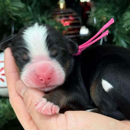 Daffney - Tri-color female Bernese Mountain Dog puppy in Yuciapa, California from AlltheDoodlez_