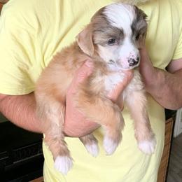 DaoDog Simba The King - Apricot male Chinese Crested puppy in Highland Park, Michigan from Family Kennel Dao Dog