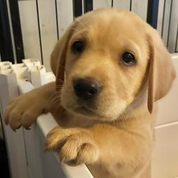 Topaz - Yellow male Labrador Retriever puppy in Rock Hill, South Carolina from North Star Retrievers