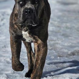 Starfire - Cane Corso