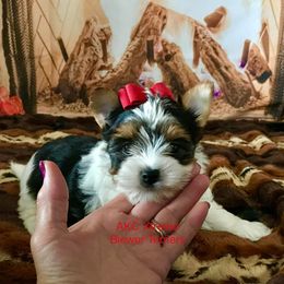 Stars Girl - Black tan and white female Biewer Terrier puppy in Jonestown, Pennsylvania from AKC Xtreme Biewer Terriers...