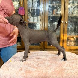 Bunny x Swagger 2 - Black and white female Xoloitzcuintli puppy in Hico, Texas from Amayla Kennels