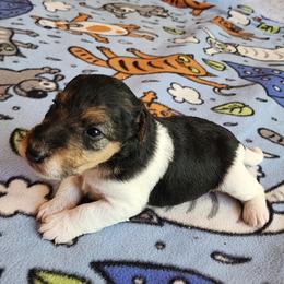 Dasha - White black and tan female Wire Fox Terrier puppy in Melbourne, Arkansas from Ivy Hollow Wire Fox Terriers