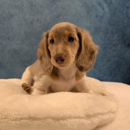 Apollo-Reserved - Dapple male Dachshund puppy in Dothan, Alabama from Hot Diggity Doxies of Dothan