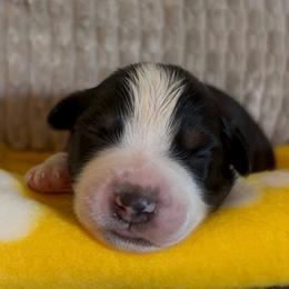 Lincoln - Black tri-color male Australian Shepherd puppy in Morrow, Ohio from OakHaven Acres Aussies