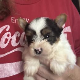 Ace - Parti male Yorkshire Terrier puppy in Wagoner, Oklahoma from Rosenthal Yorkies