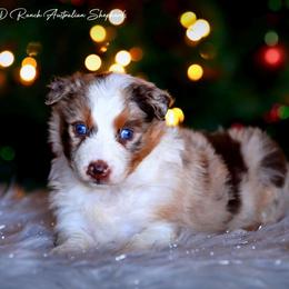 Cedar - Red merle female Australian Shepherd puppy in Pima, Arizona from Lazy D Ranch Australian Shepherds