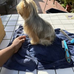 Charmy - Yorkshire Terrier