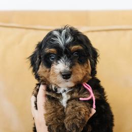 Male Mini Multigernerational Bernedoodle 'Woody' Pink Collar - Tri-color male Bernedoodle puppy in Kamas, Utah from A + E Farms