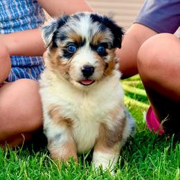 Lighting - Blue merle female Australian Shepherd puppy in Mineral Wells, Texas from A6 Australian Shepards