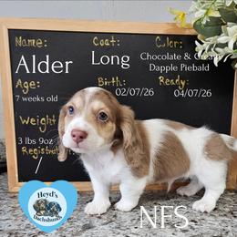 Alder - Dapple male Dachshund puppy in Hoquiam, Washington from Heyd's Mini Dachshunds