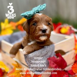 Joy - Red female Double Doodle puppy in Orange, Texas from Walk with Me Doodles