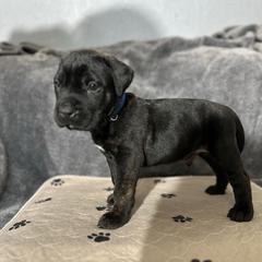 Blue male - Tiger male Perro de Presa Canario puppy in Holland, Ohio from Lykaios Kennels
