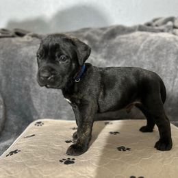 Blue male - Tiger male Perro de Presa Canario puppy in Holland, Ohio from Lykaios Kennels