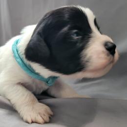 Carol - Black and white female Assorted Doodle Crosses puppy in Blackfoot, Idaho from Lucky Pup Meadows