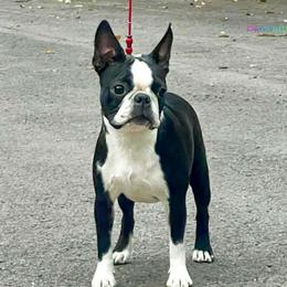 Winnie - Boston Terrier